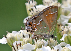 Callophrys gryneus