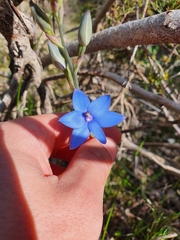 Thelymitra crinita