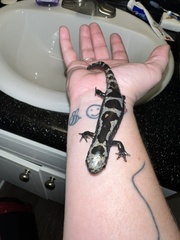 Ambystoma opacum