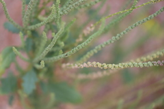 Dysphania rhadinostachya