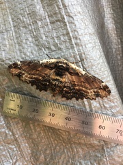 Pholodes sinistraria