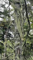 Usnea cavernosa