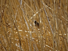 Cistothorus platensis