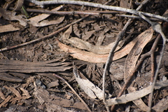 Myrmecia pilosula