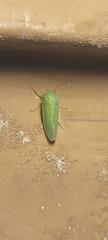 Rugosana querci