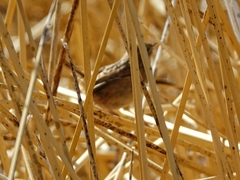 Cistothorus platensis