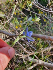 Thelymitra crinita