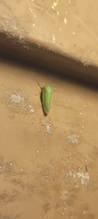 Rugosana querci
