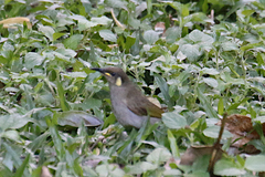 Microptilotis imitatrix