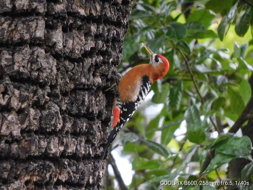 Rufous-bellied Woodpecker (Dendrocopos hyperythrus), photo 9