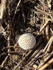 Lycoperdon curtisii