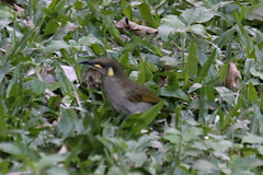 Microptilotis imitatrix