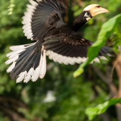 Anthracoceros albirostris