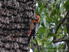 Dendrocopos hyperythrus