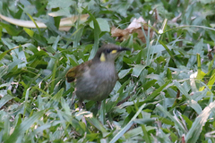 Microptilotis imitatrix