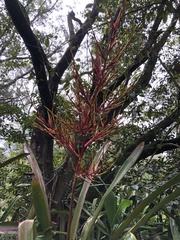Aechmea blanchetiana
