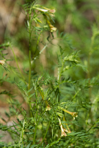Polemonium pauciflorum ssp. hinckleyi