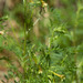 Polemonium pauciflorum hinckleyi - Photo (c) Rich Kostecke, algunos derechos reservados (CC BY-NC), subido por Rich Kostecke