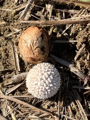 Lycoperdon curtisii