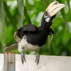 Anthracoceros albirostris