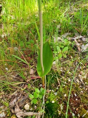 Thelymitra crinita