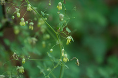 Thalictrum fendleri