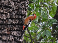 Dendrocopos hyperythrus