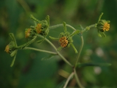 Sigesbeckia pubescens