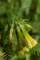 Polemonium pauciflorum hinckleyi