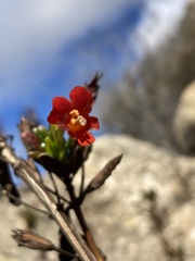 Diplacus parviflorus