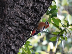 Dendrocopos hyperythrus