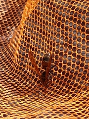 Polistes humilis humilis