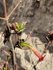 Diplacus parviflorus