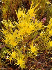 Leucadendron