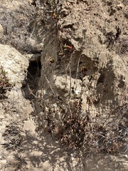 Diplacus parviflorus