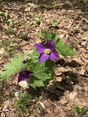 Glaucidium palmatum