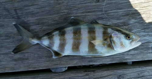 Banded Rudderfish