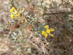 Acmispon dendroideus