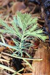 Calocedrus decurrens