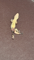 Lepidodactylus lugubris