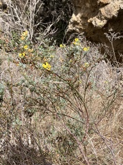 Acmispon dendroideus