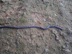 Cylindrophis maculatus