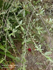 Elaeagnus oldhamii