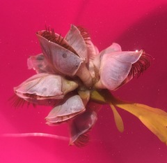 Dosima fascicularis