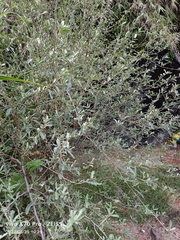 Elaeagnus oldhamii