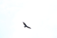 Buteo albonotatus
