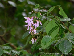 Sunhangia elegans