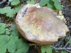Boletus smithii