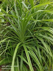 Pandanus odorifer