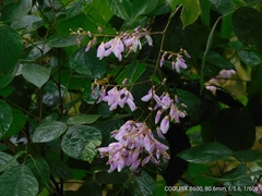 Sunhangia elegans, photograph Jagdish Singh Negi, CC BY, iNaturalist via GBIF